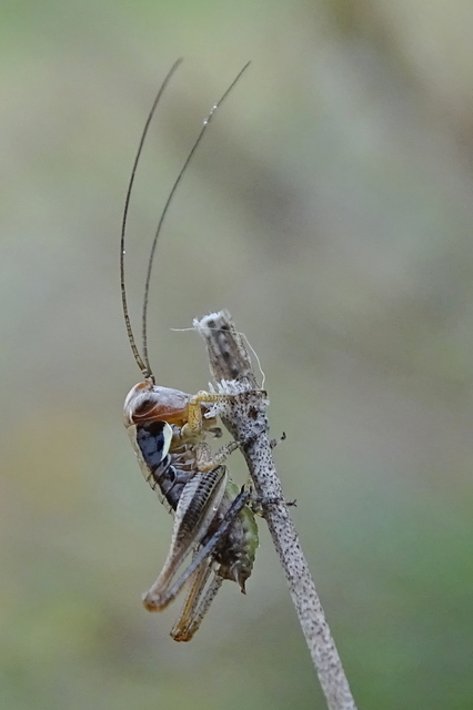 Pholidoptera aptera - nagy avarszöcske