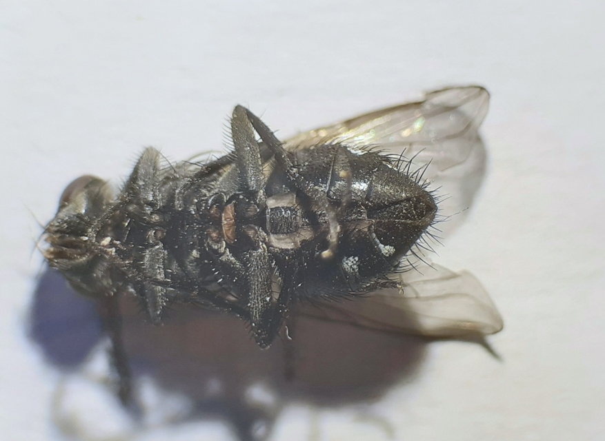 Muscidae - igazi legyek