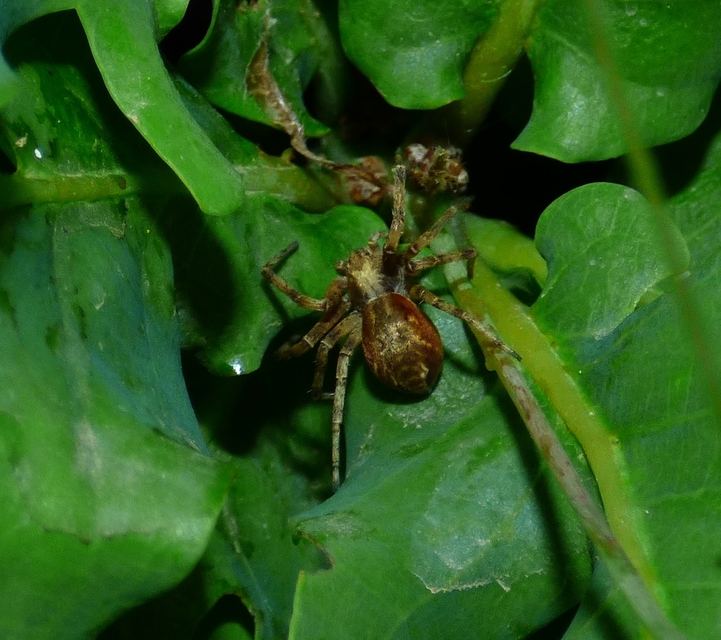 Philodromus buchari