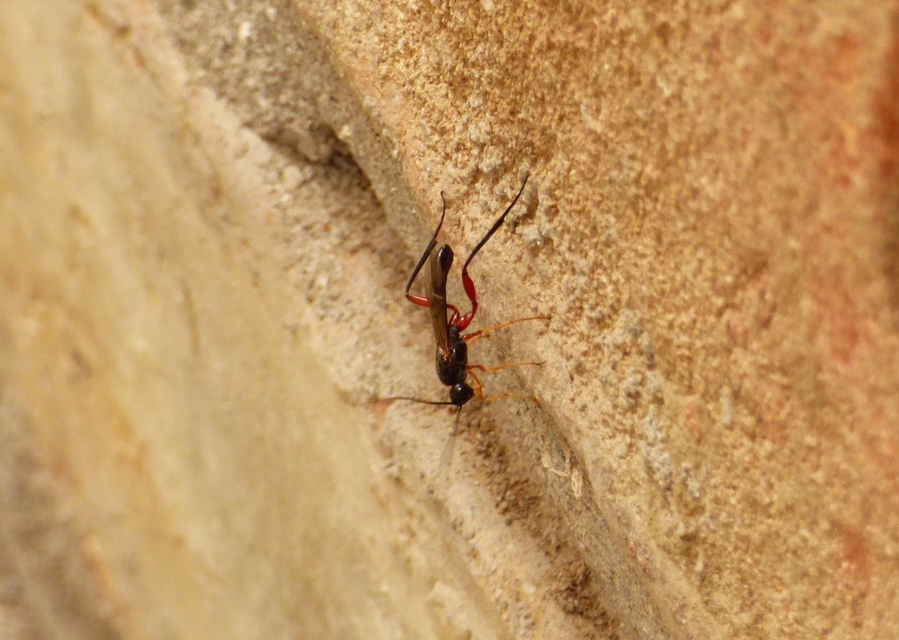 Braconidae - gyilkosfürkészek
