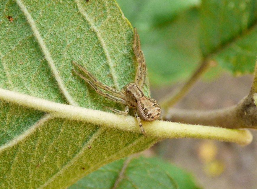 Spiracme striatipes - csíkoslábú karolópók