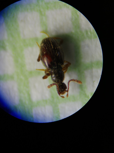 Scydmaenus tarsatus - talpas gödörkésbogár