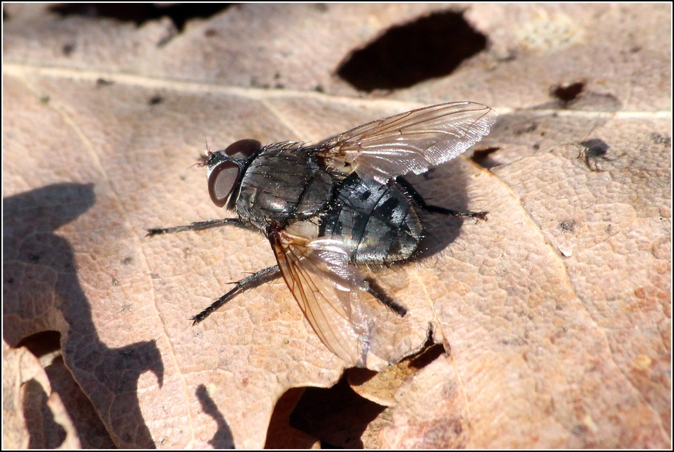 Calliphora