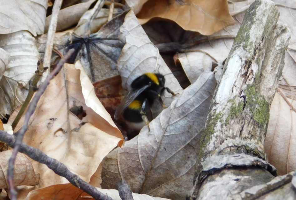 Bombus lucorum