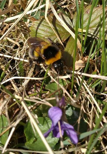 Bombus hortorum/ruderatus