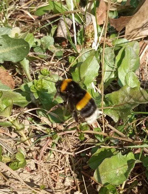 Bombus terrestris/lucorum