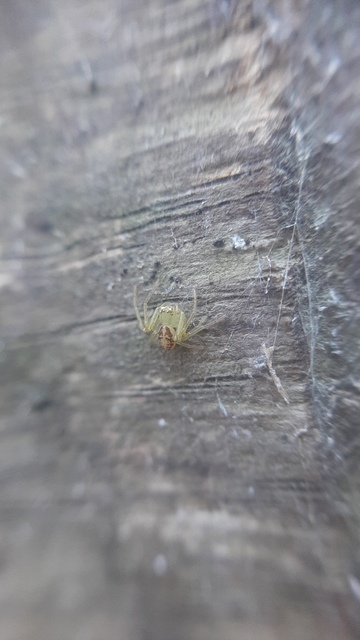 Diaea dorsata - címeres karolópók