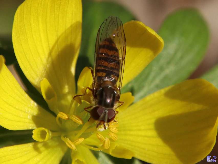 Episyrphus balteatus - ékfoltos zengőlégy