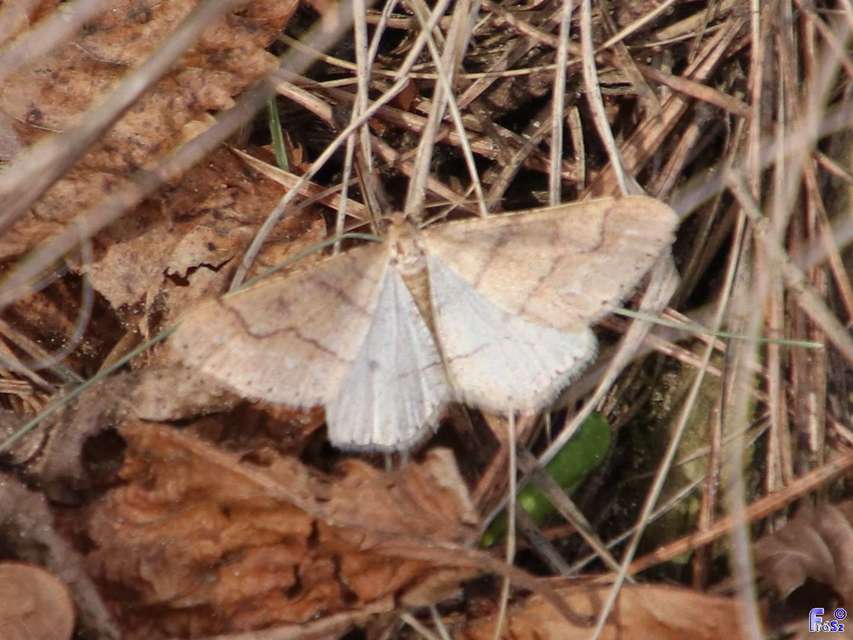 Agriopis marginaria - sárgás téliaraszoló