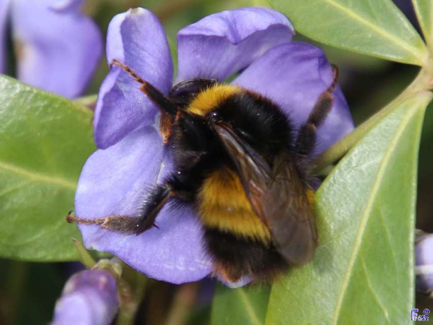 Bombus haematurus - mediterrán poszméh