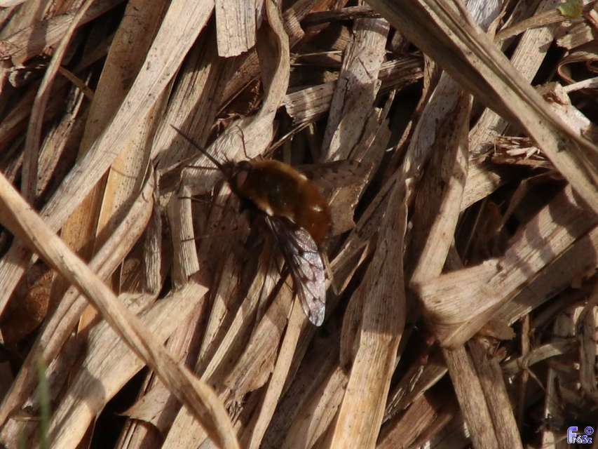 Bombylius discolor - feketefarú pöszörlégy
