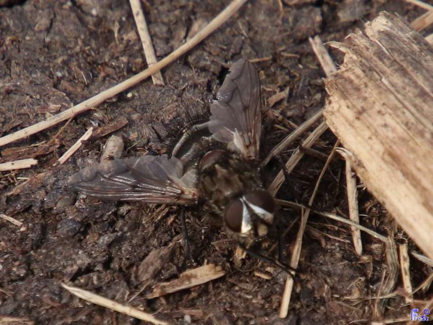 Ernestia puparum