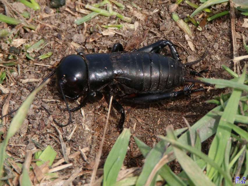 Gryllus campestris - mezei tücsök