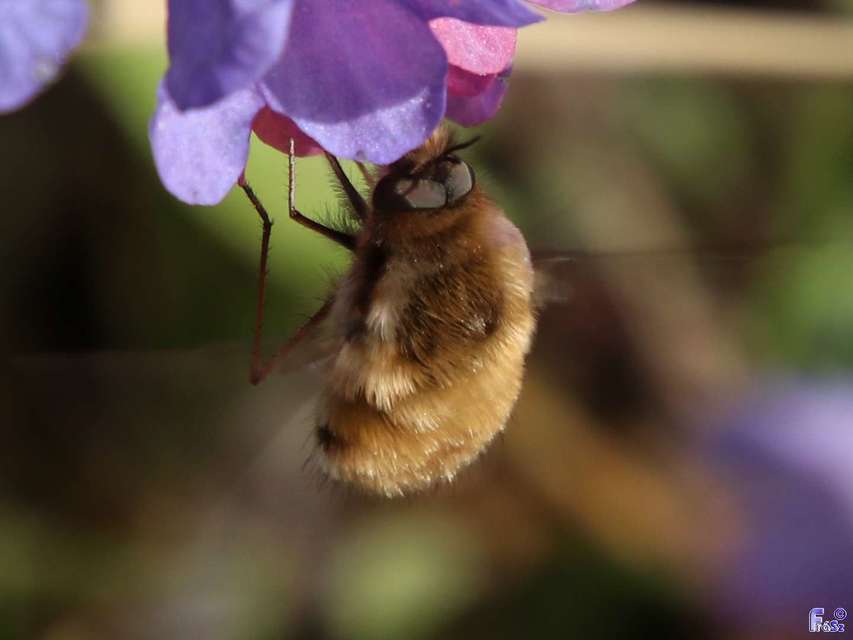 Bombylius major - szegélyes pöszörlégy