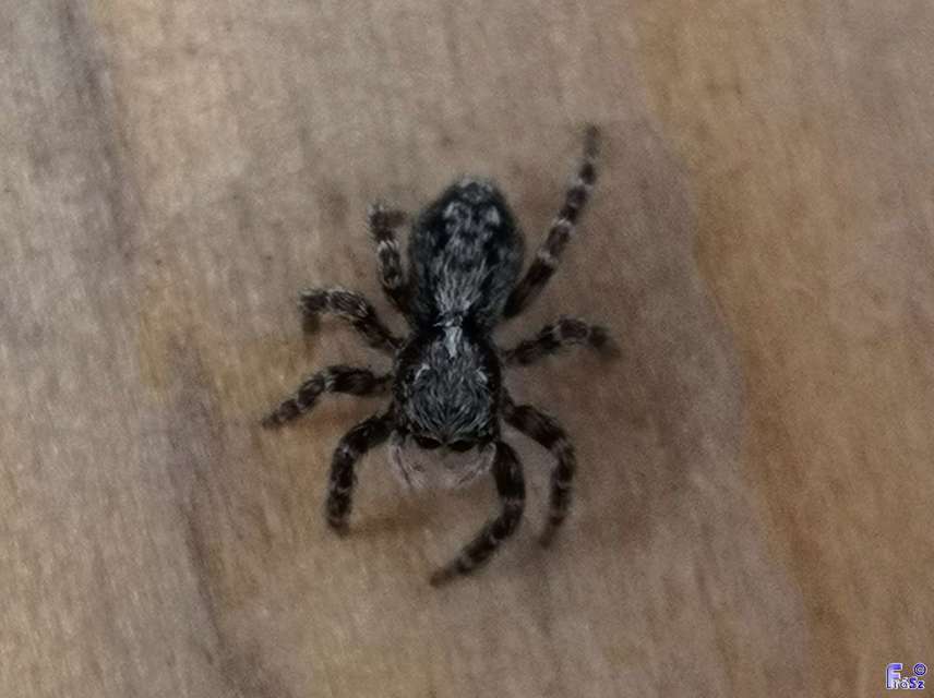 Pseudeuophrys lanigera - szobai ugrópók