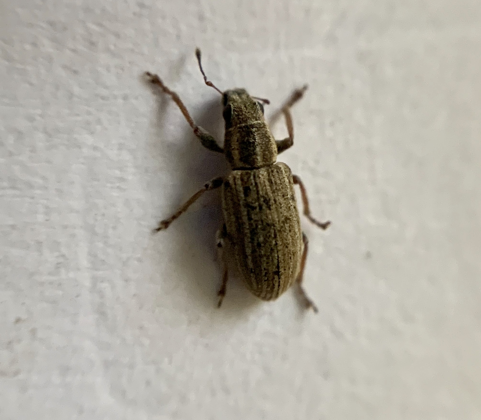 Sitona lineatus - sávos csipkézőbogár