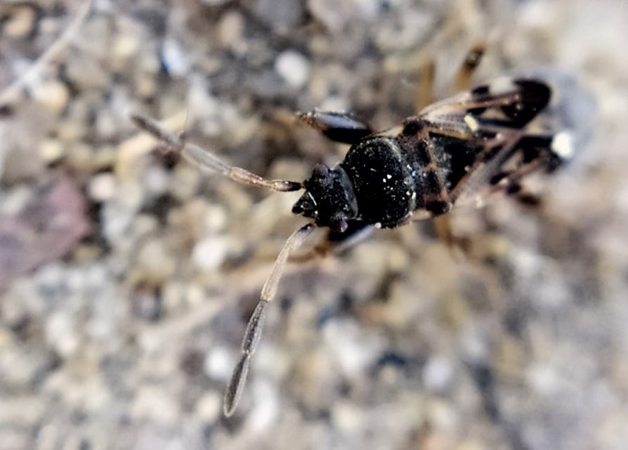 Scolopostethus affinis - tarka csalánbodobács