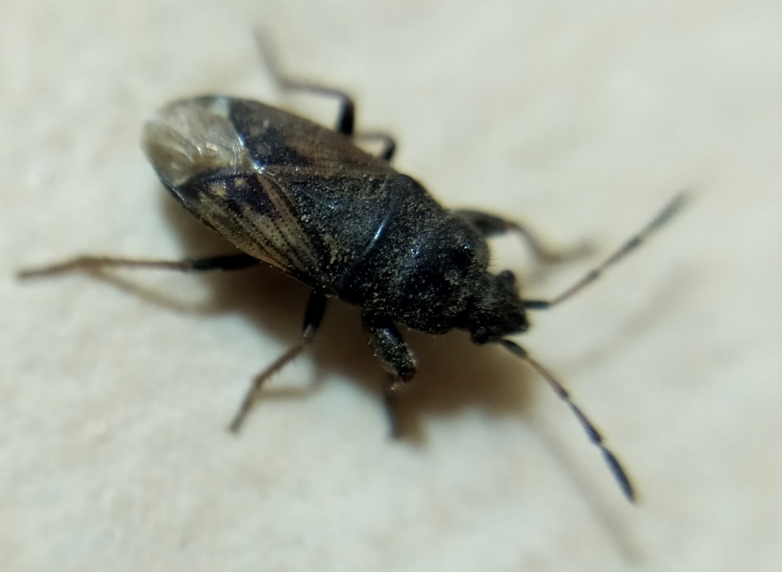 Megalonotus sabulicola