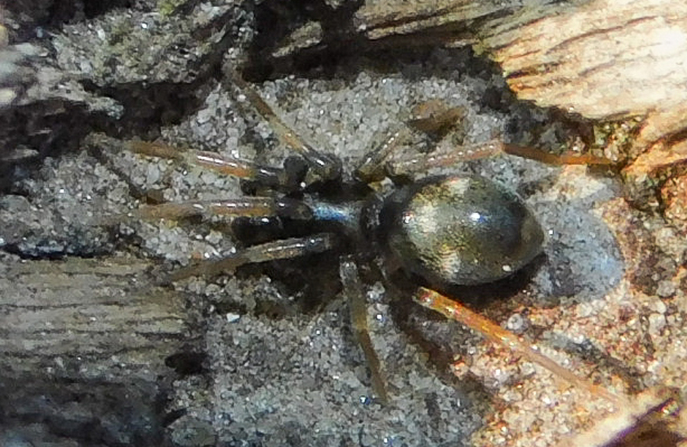 Phrurolithus