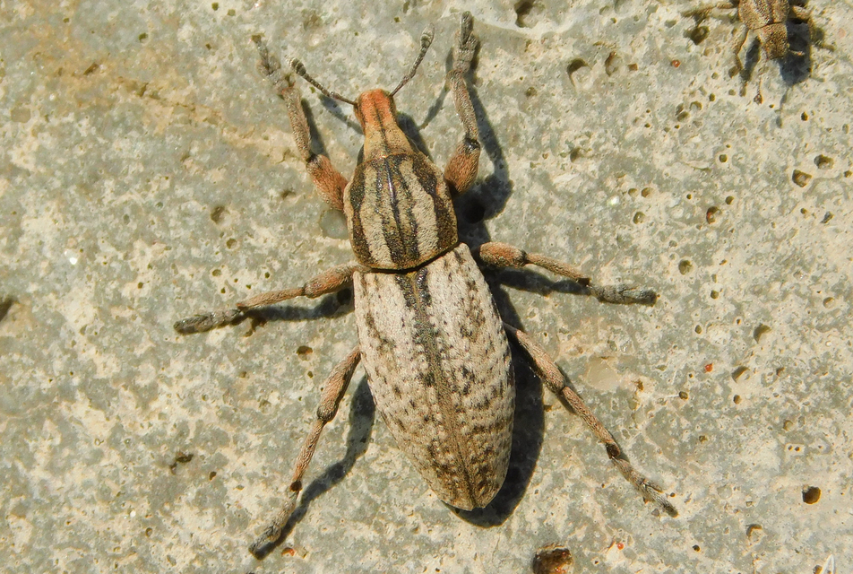 Pseudocleonus cinereus - hamvas barkó