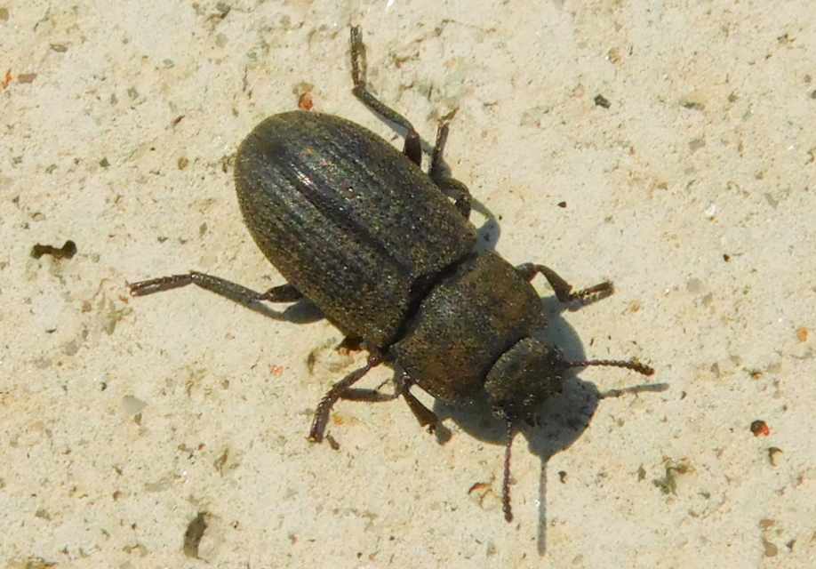 Gonocephalum granulatum pusillum