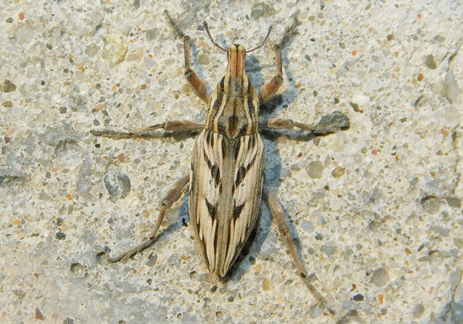 Coniocleonus nigrosuturatus - nyíljegyes barkó