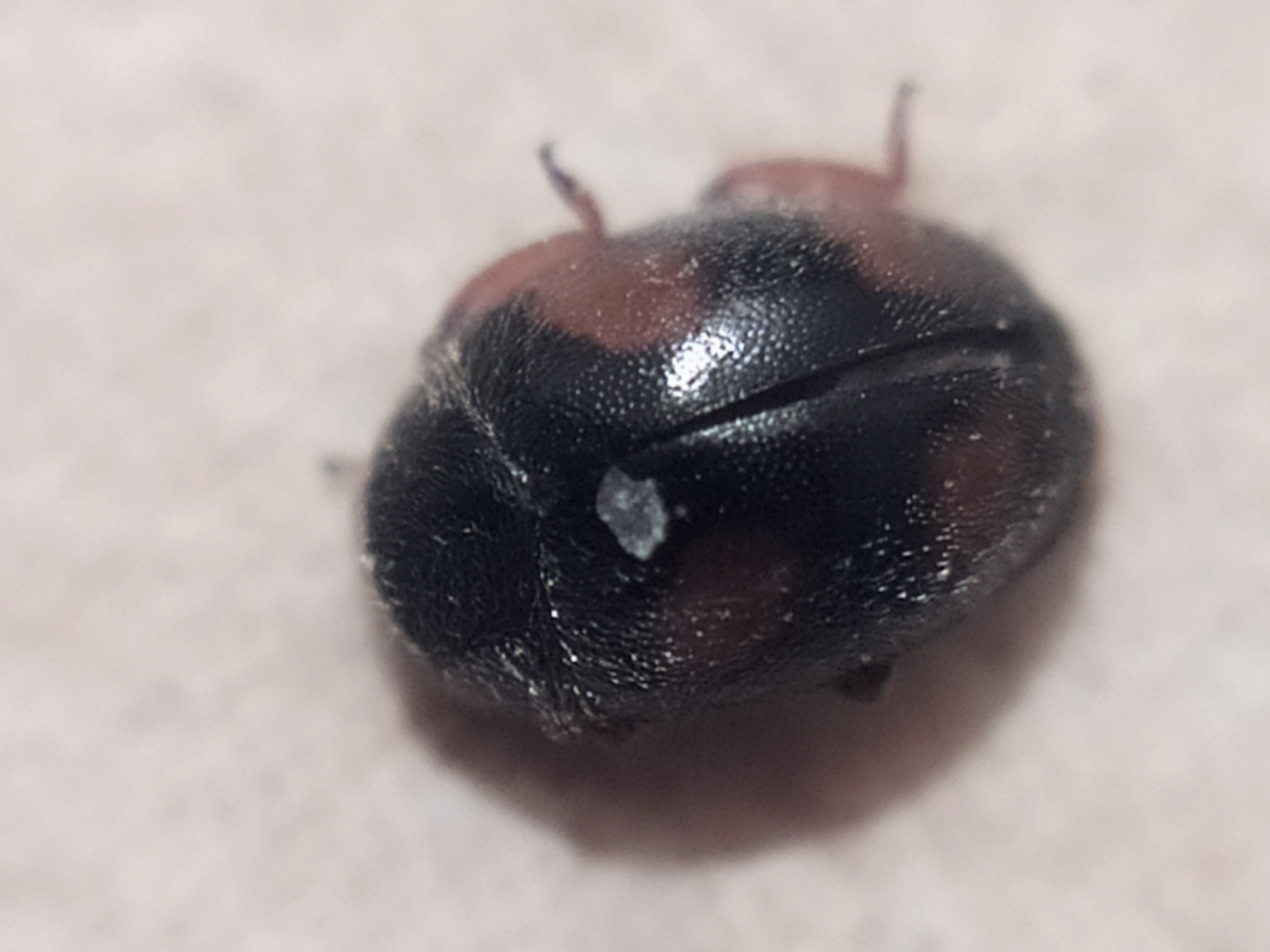 Nephus quadrimaculatus - négyfoltos törpebödice