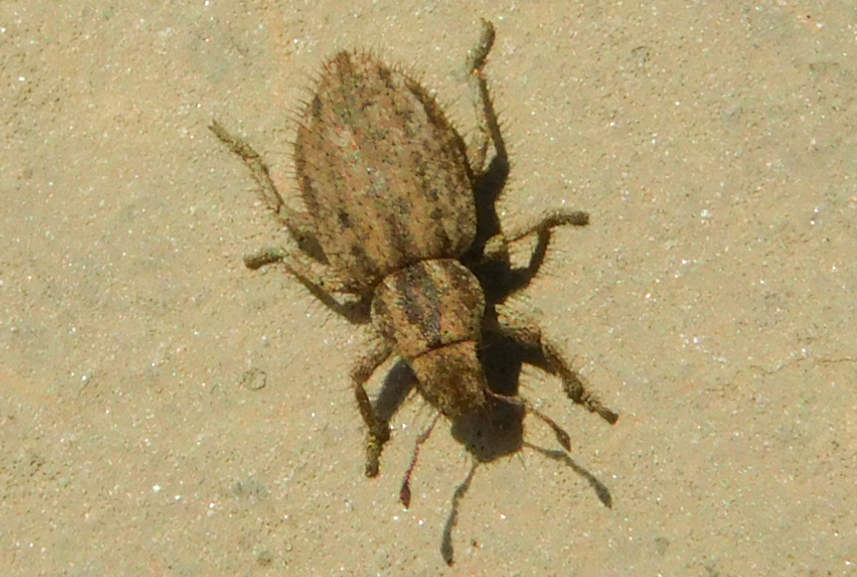 Cycloderes pilosulus - pikkelyeslábú ormányos