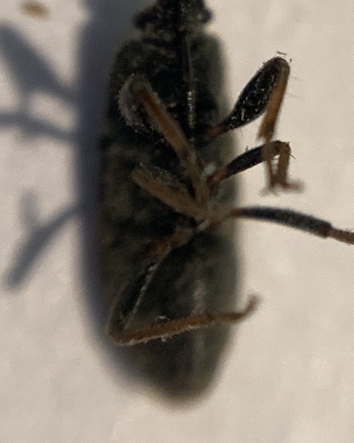 Megalonotus sabulicola
