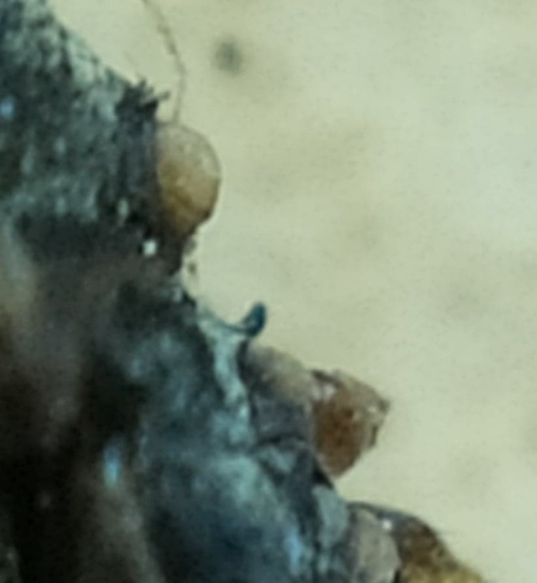 Scolopostethus affinis - tarka csalánbodobács