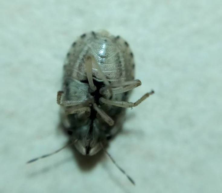 Sciocoris sulcatus - barázdás laposfejű-poloska Sciocoris sulcatus - barázdás laposfejű-poloska