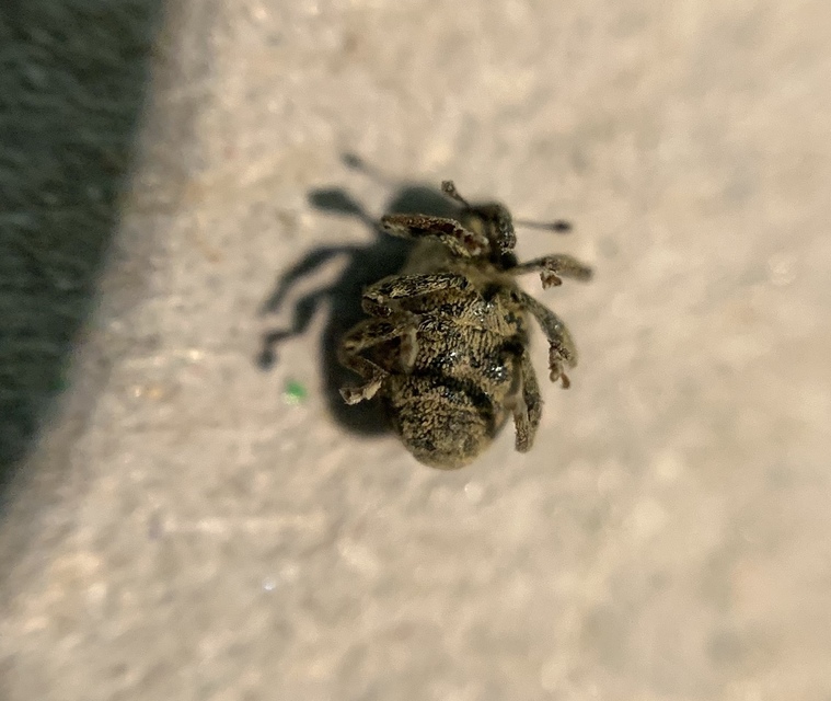 Nedyus quadrimaculatus - közönséges csalánormányos
