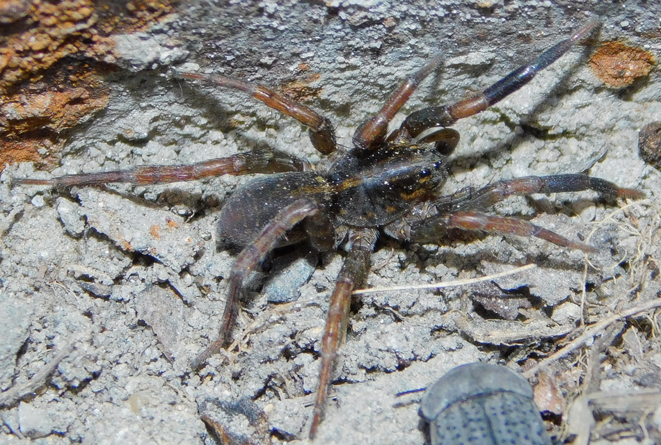 Trochosa