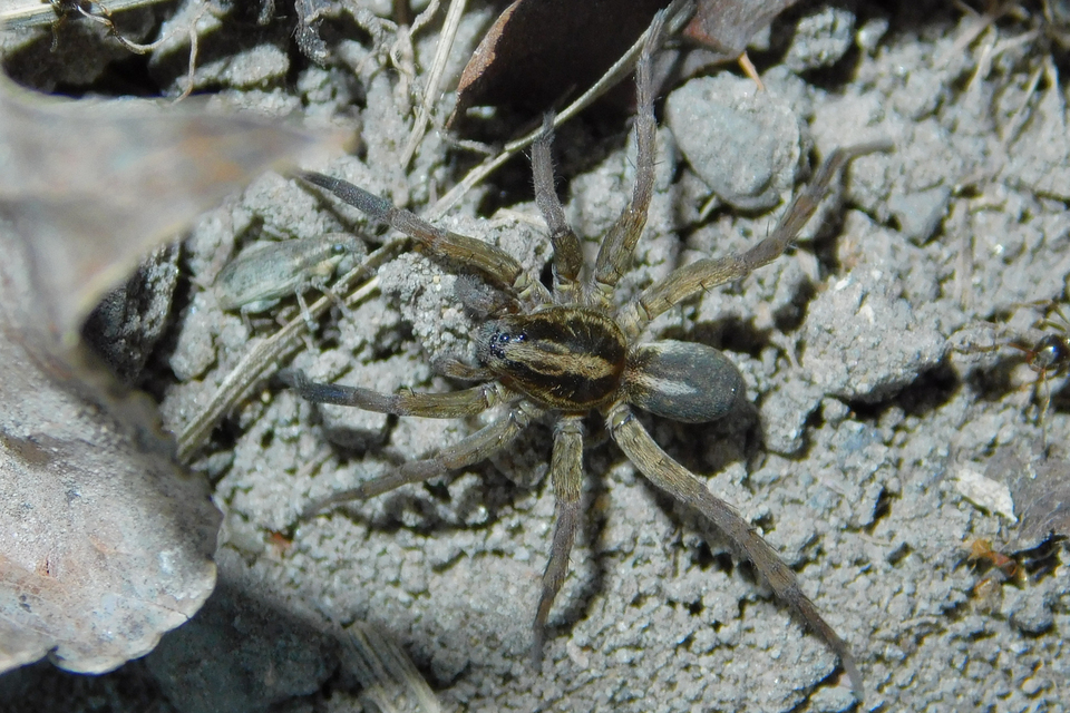 Trochosa