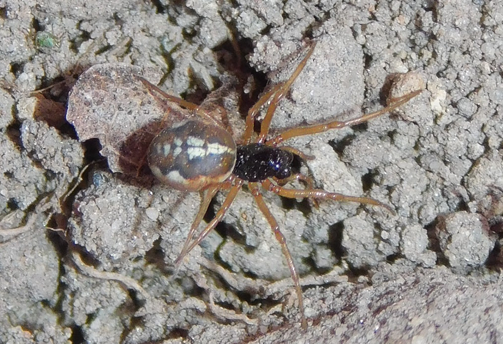 Pachygnatha degeeri