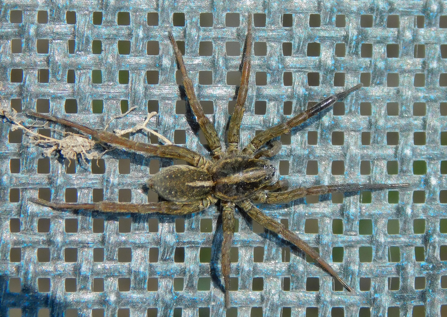 Trochosa