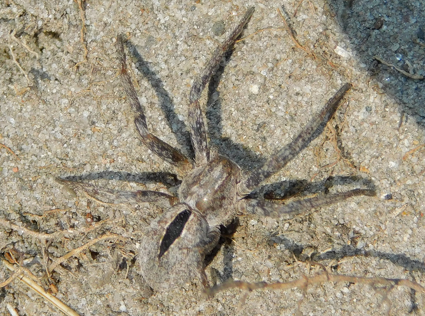 Thanatus formicinus - bársonysávos karolópók