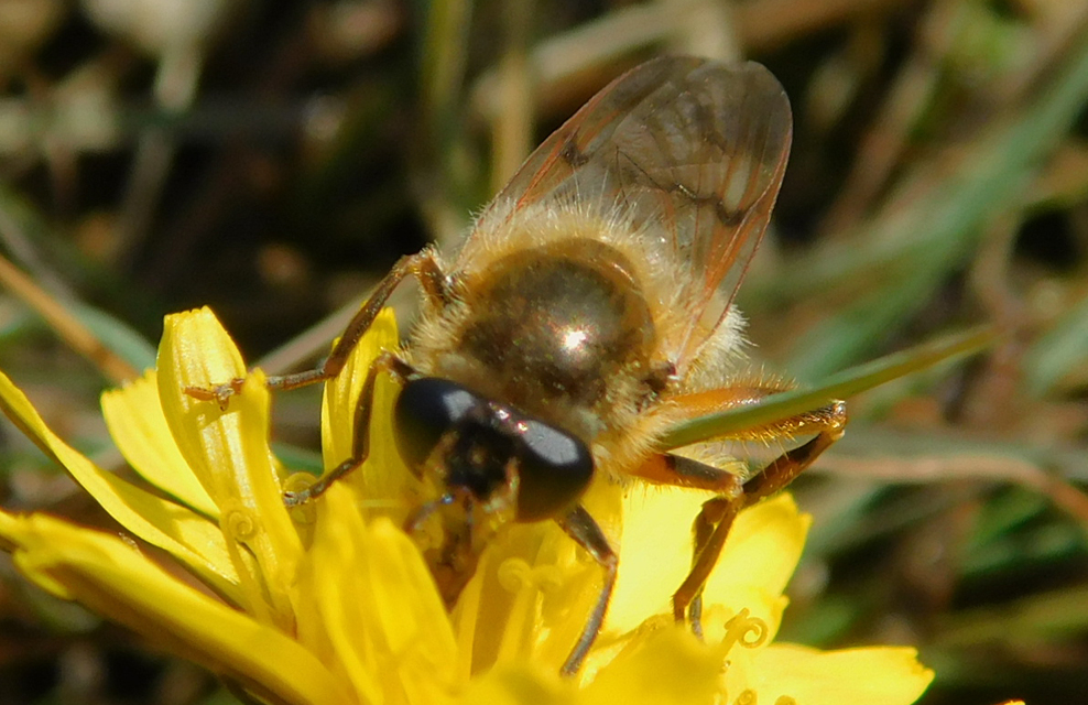 Brachypalpus