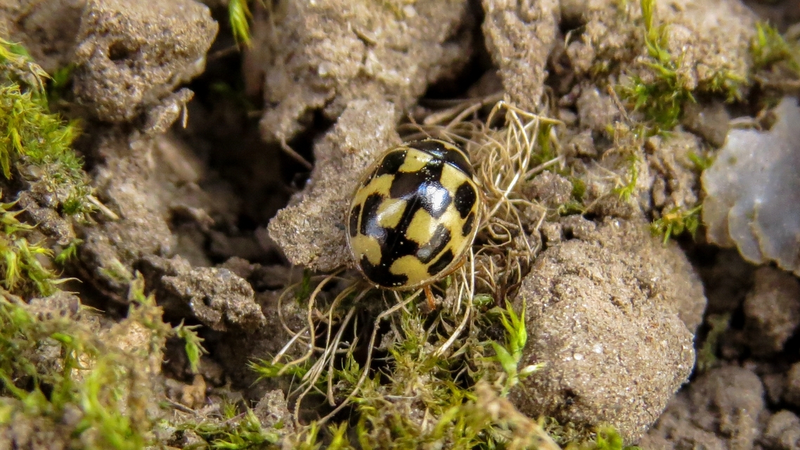 Propylea quatuordecimpunctata - tizennégypettyes füsskata