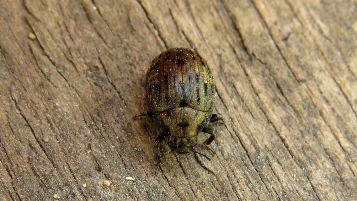 Byrrhus pilula - közönséges labdacsbogár