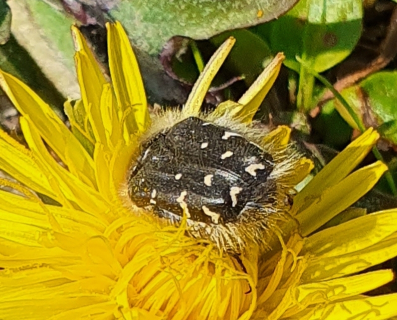 Tropinota hirta - bundás virágbogár
