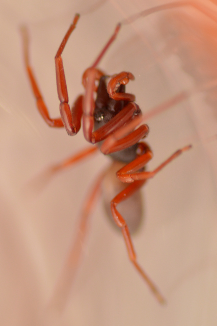 Dysdera