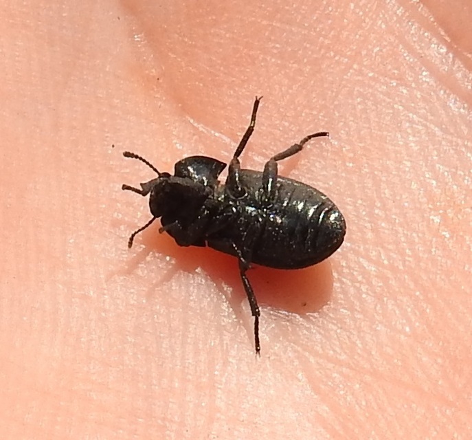 Opatrum sabulosum - sároshátú gyászbogár