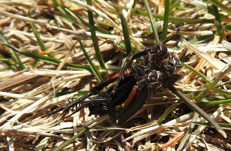 Gryllus campestris - mezei tücsök