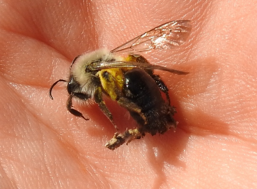 Andrena vaga
