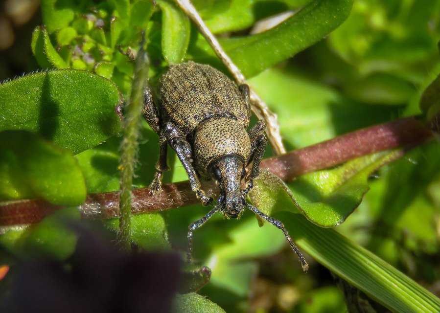 Otiorhynchus ligustici - vincellér-gyalogormányos