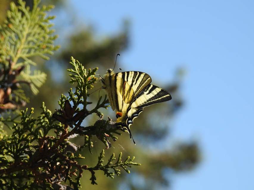 Iphiclides podalirius - kardoslepke