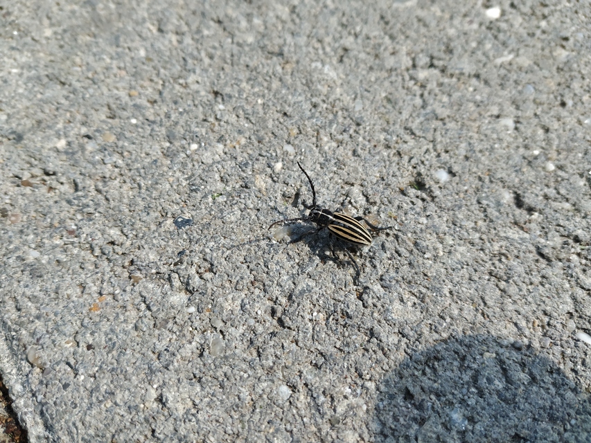 Dorcadion scopolii - nyolcsávos gyalogcincér
