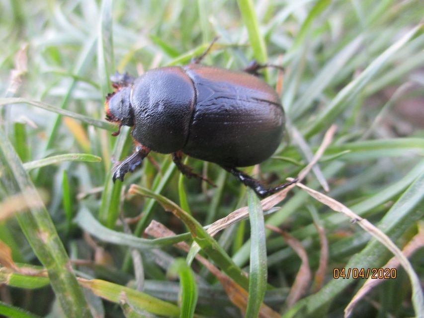 Pentodon idiota - butabogár