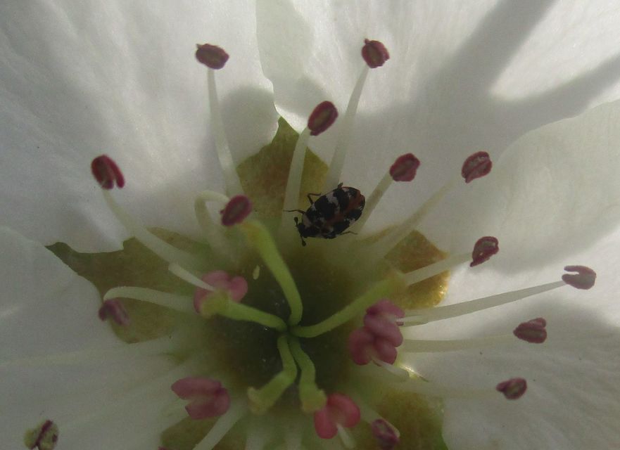 Anthrenus scrophulariae - nagy múzeumbogár